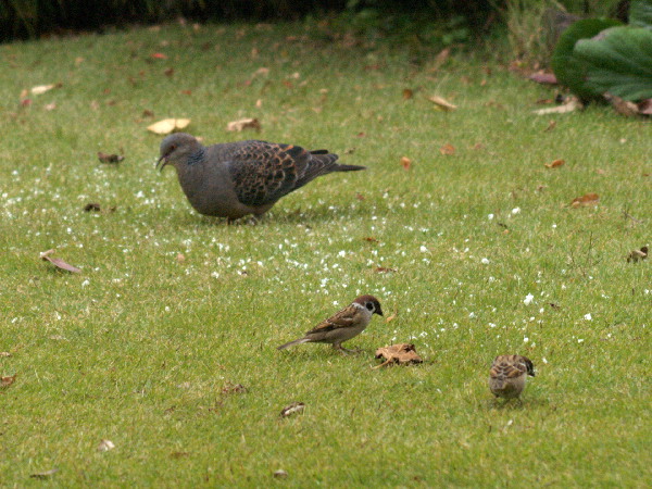 野鳥の餌台を作る　　　　_f0208666_19424069.jpg