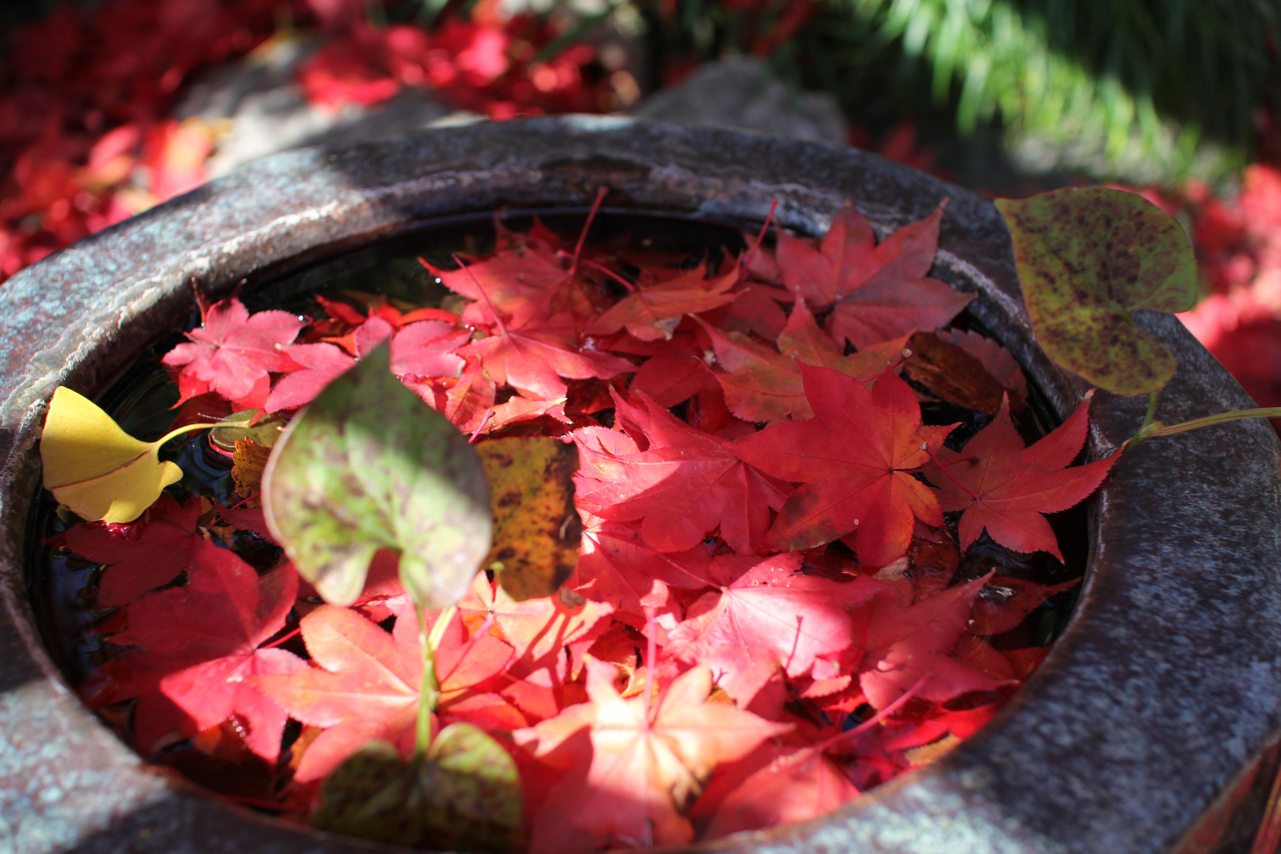 明星輪寺　（紅葉）_e0224573_2022165.jpg