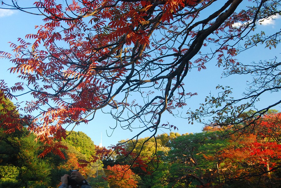 紅葉の六義園_c0187781_18114434.jpg