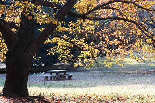 マルバノキと桜の紅葉。エナガのブランコ_f0030085_215286.jpg