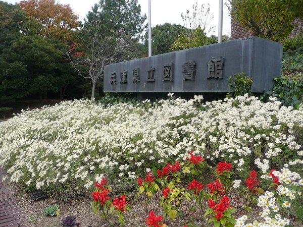 兵庫県立図書館前ののじ菊　on　2012-11-24_b0118987_186341.jpg