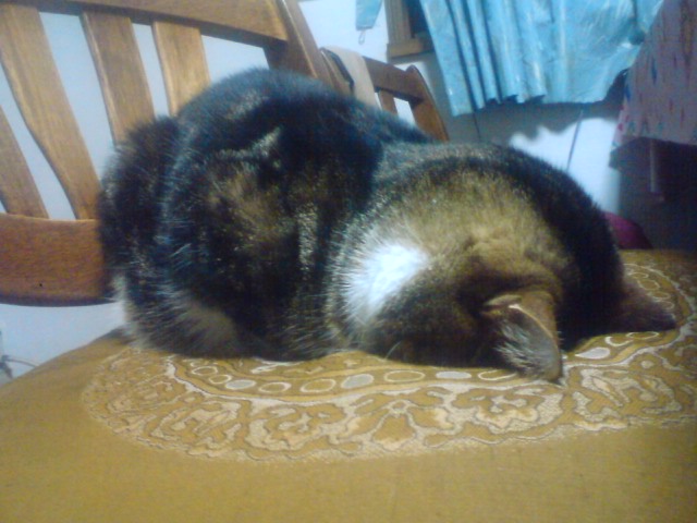 めり込む 猫日記 ゚d゚