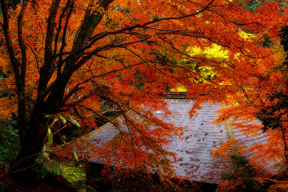 奈良の秋（室生寺編）_c0193694_17433144.jpg