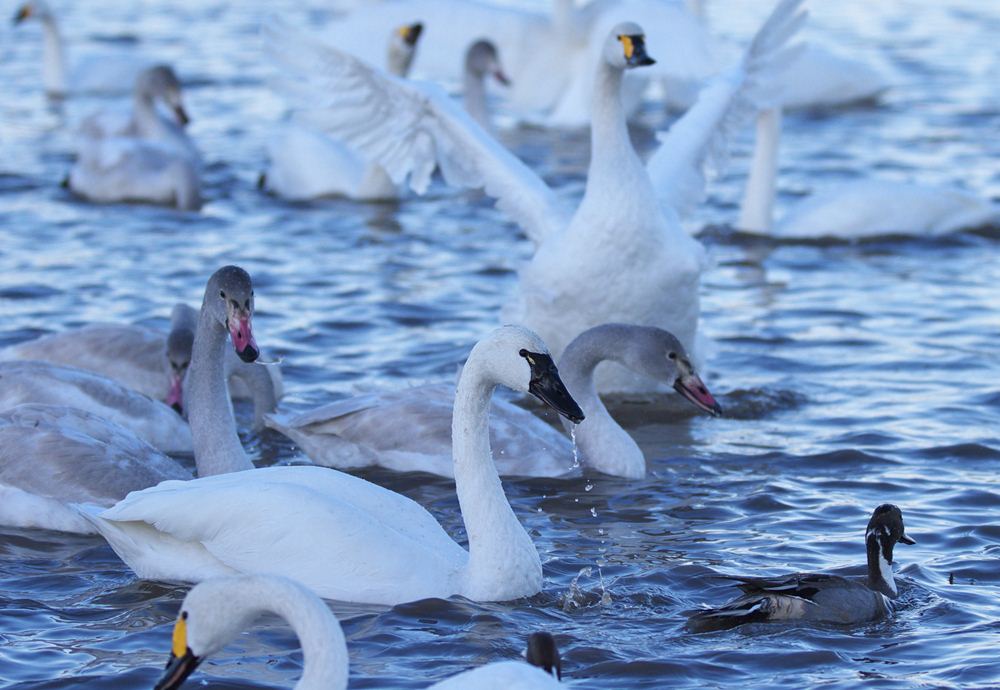 今日の白鳥 きままに鳥見.