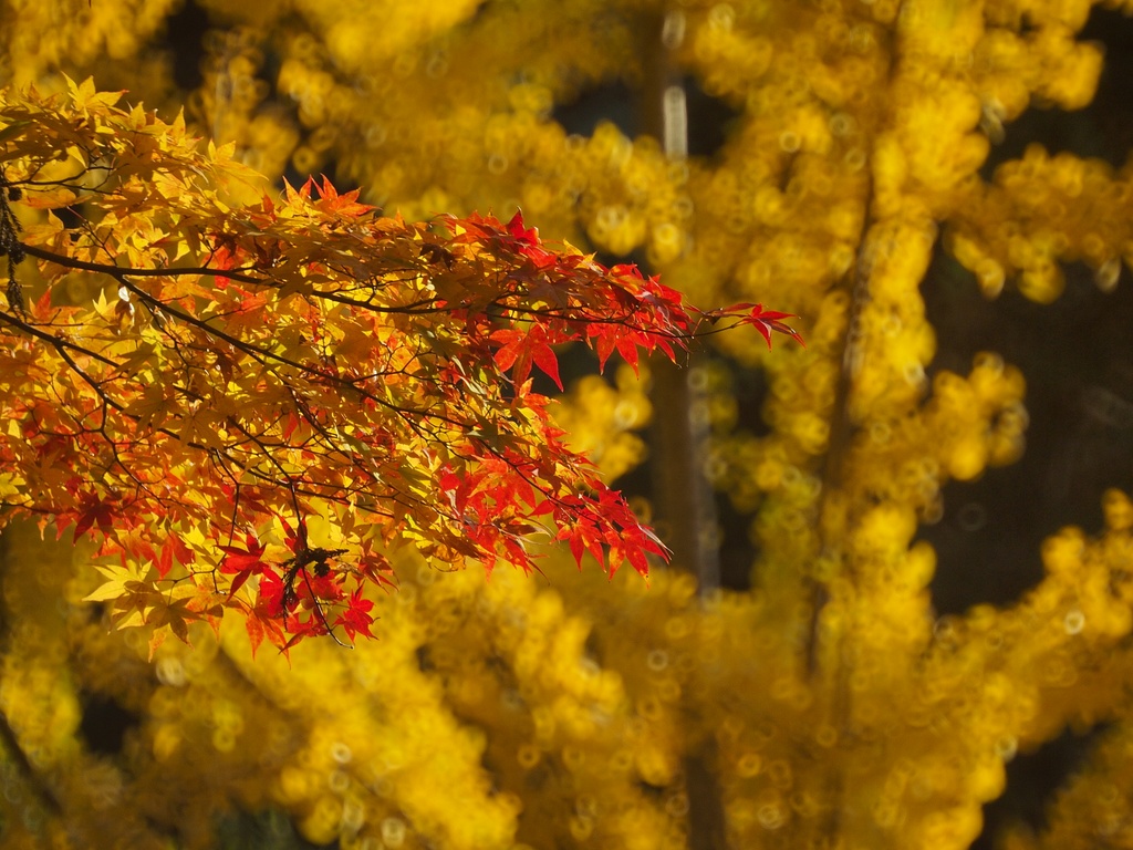 南河内三山の紅葉 ～ 檜尾山観心寺②_b0138101_18375344.jpg