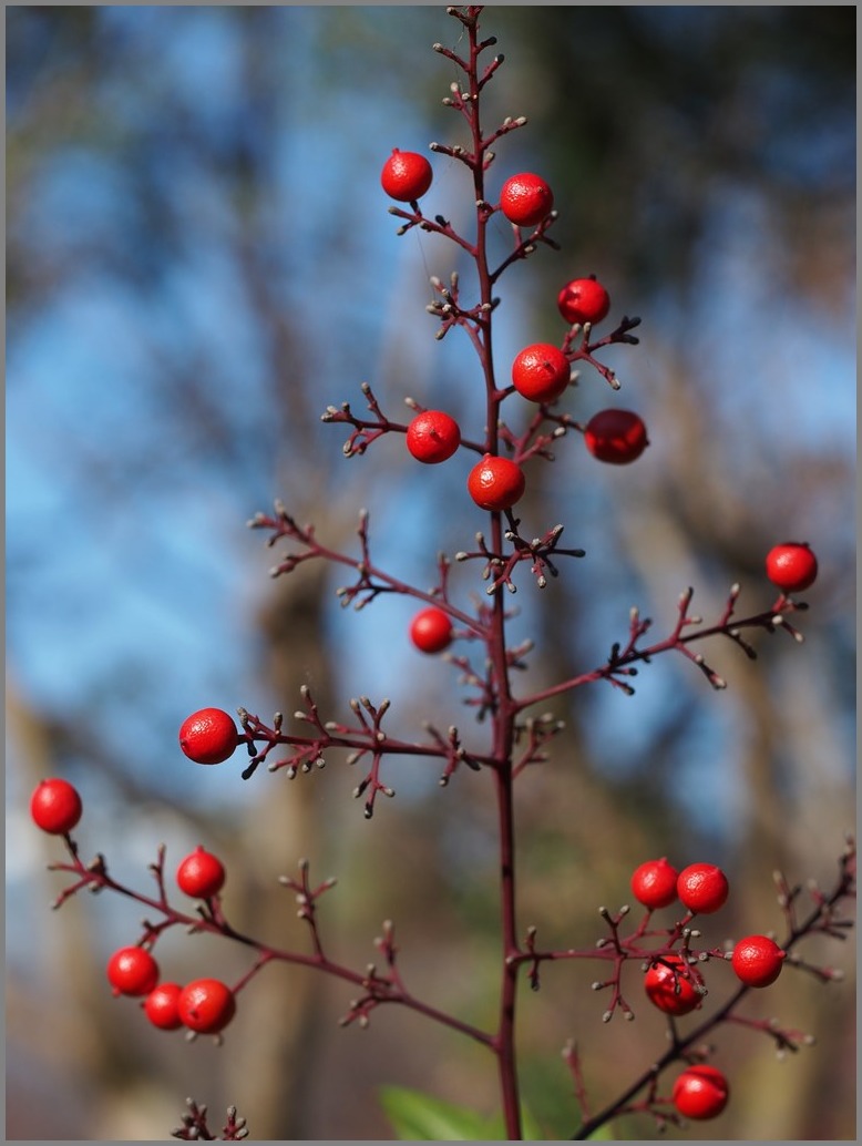 2012年11月25日　M.ZUIKO 60mm Macro in 所沢航空公園２_a0060403_2144586.jpg