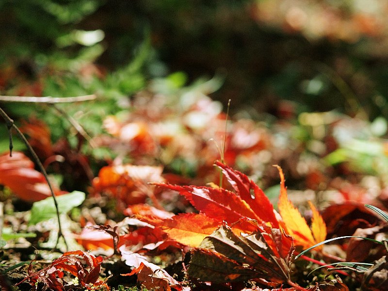 能仁寺の紅葉　その２_b0231705_8213995.jpg