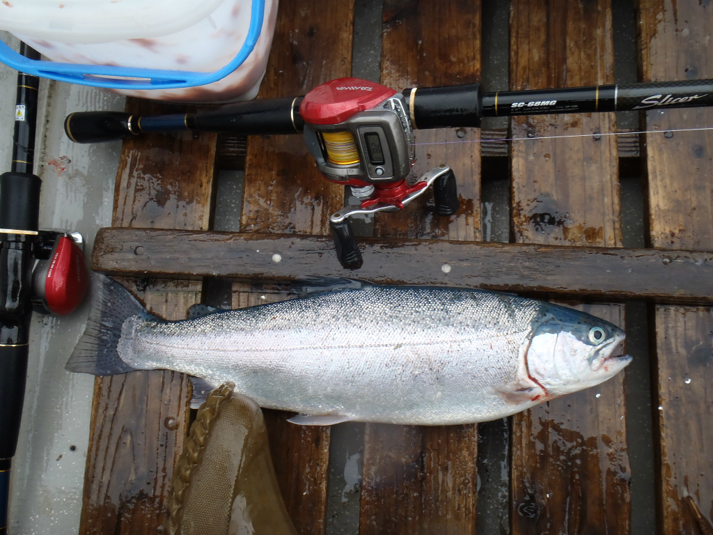 １１月２３日　本栖湖ヒメマス釣り（撃沈）_c0163207_6532978.jpg