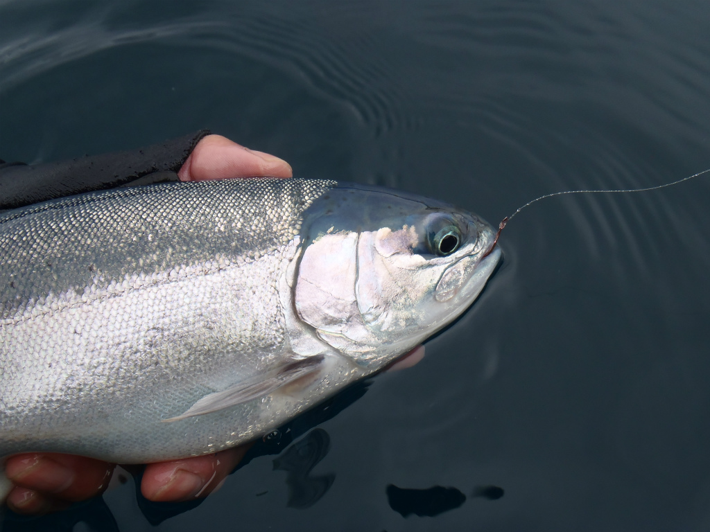 １１月２３日　本栖湖ヒメマス釣り（撃沈）_c0163207_711066.jpg