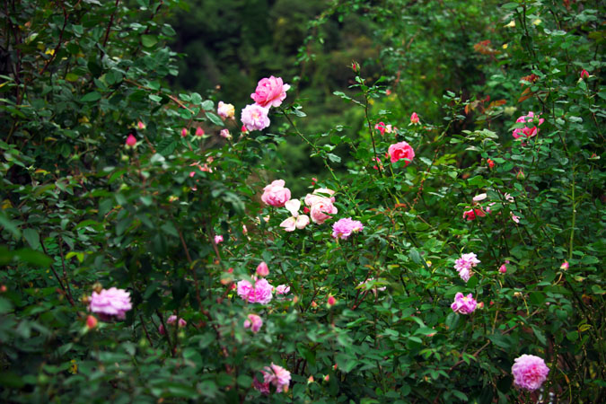 a0263109_14214719.jpg