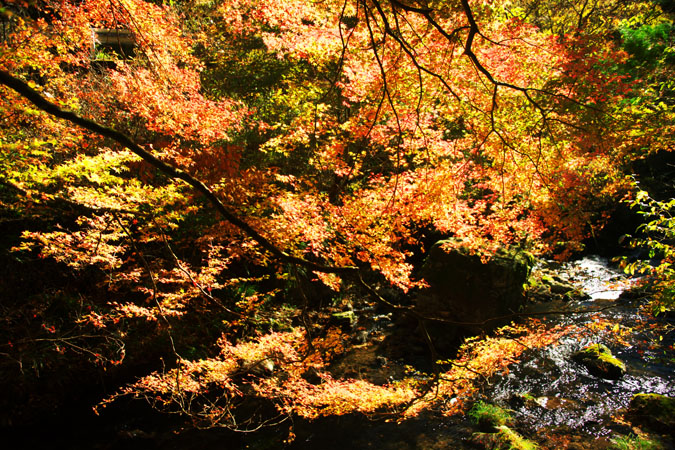 佐野市　旧田沼町の作原の紅葉1_a0263109_19492993.jpg