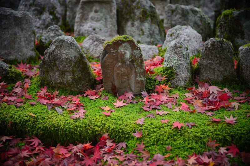 2012京都の紅葉・化野念仏寺_f0032011_16451592.jpg