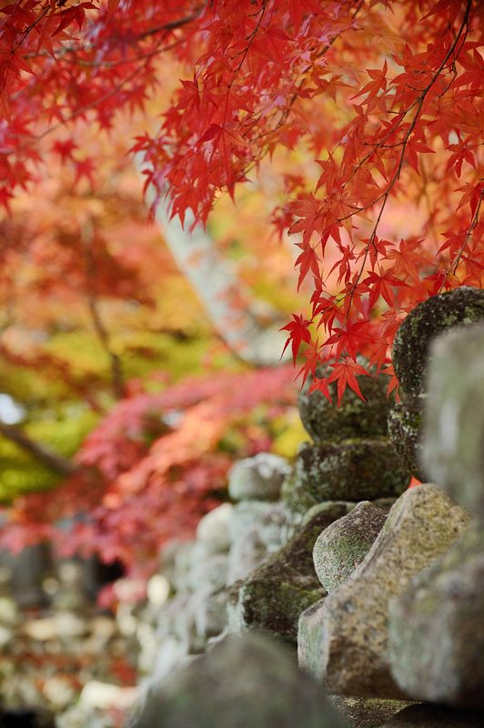 2012京都の紅葉・化野念仏寺_f0032011_1645237.jpg