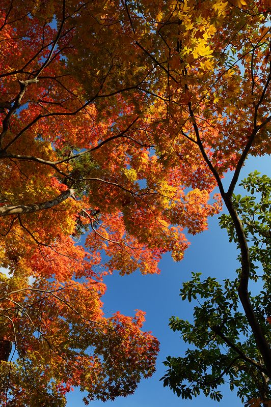 2012京都の紅葉・化野念仏寺_f0032011_1645614.jpg