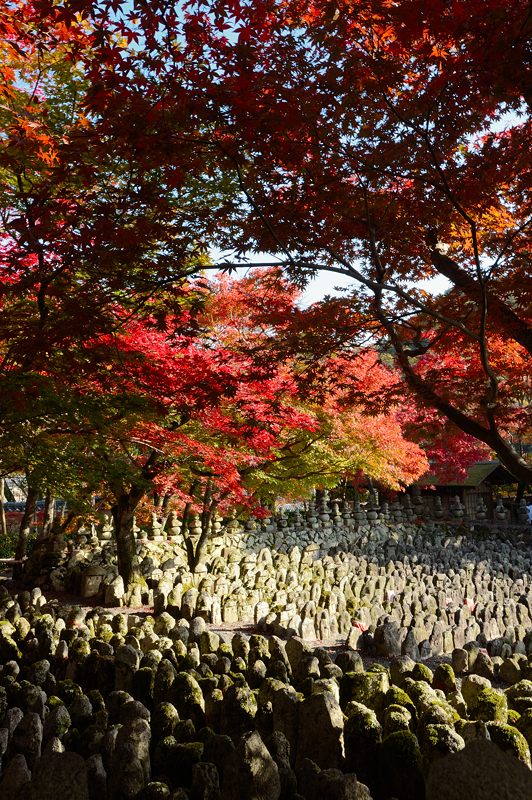 2012京都の紅葉・化野念仏寺_f0032011_1646277.jpg