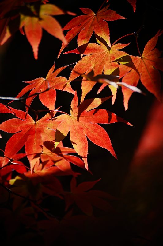 2012京都の紅葉・化野念仏寺_f0032011_16463513.jpg