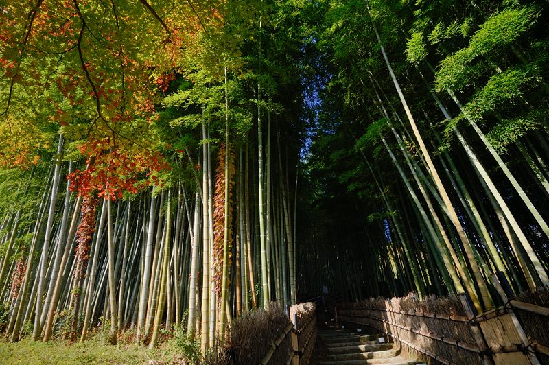 2012京都の紅葉・化野念仏寺_f0032011_1722545.jpg