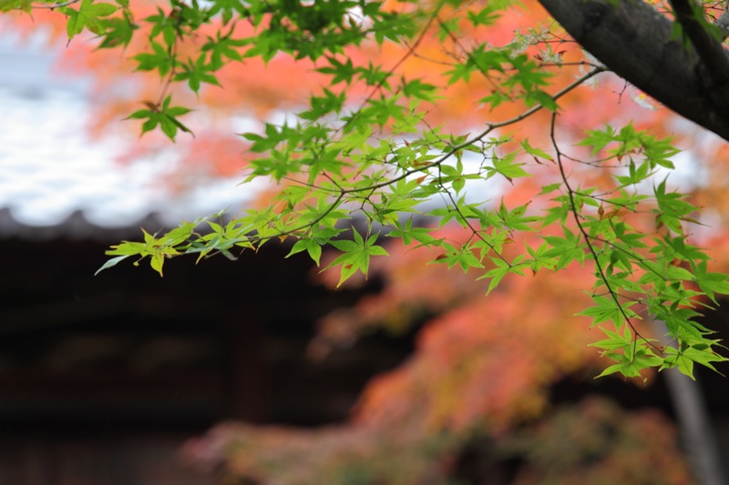 京都 建仁寺_a0127512_22234295.jpg