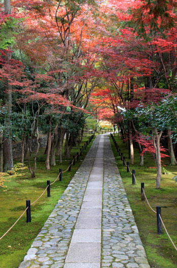 紅葉だより52 鹿王院_e0048413_2244157.jpg
