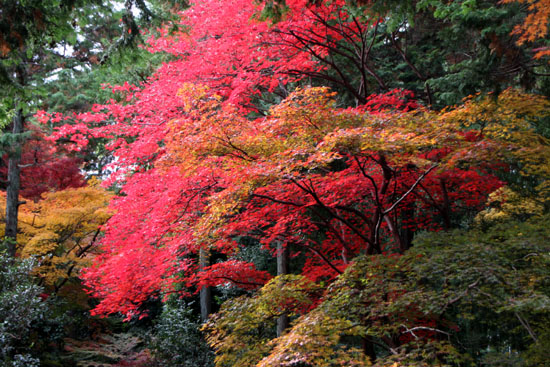 紅葉だより52 鹿王院_e0048413_22444120.jpg