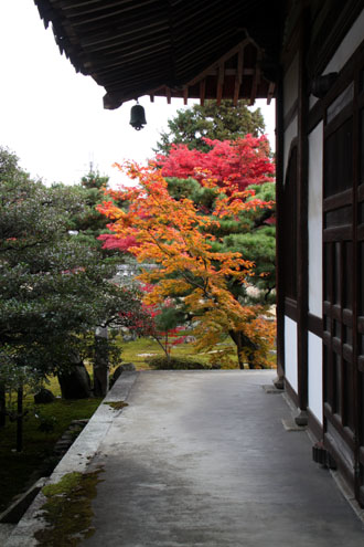 紅葉だより52 鹿王院_e0048413_22493717.jpg