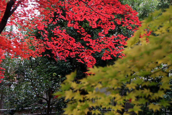 紅葉だより52 鹿王院_e0048413_22494754.jpg