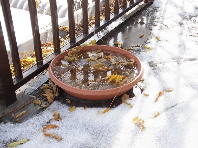 猛吹雪、厳寒の翌日「小春日和」を実感する_c0025115_20271089.jpg