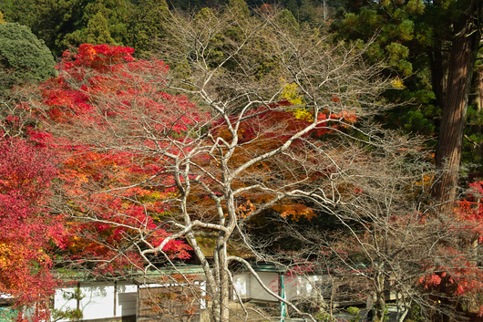 室生寺_b0284519_9173684.jpg