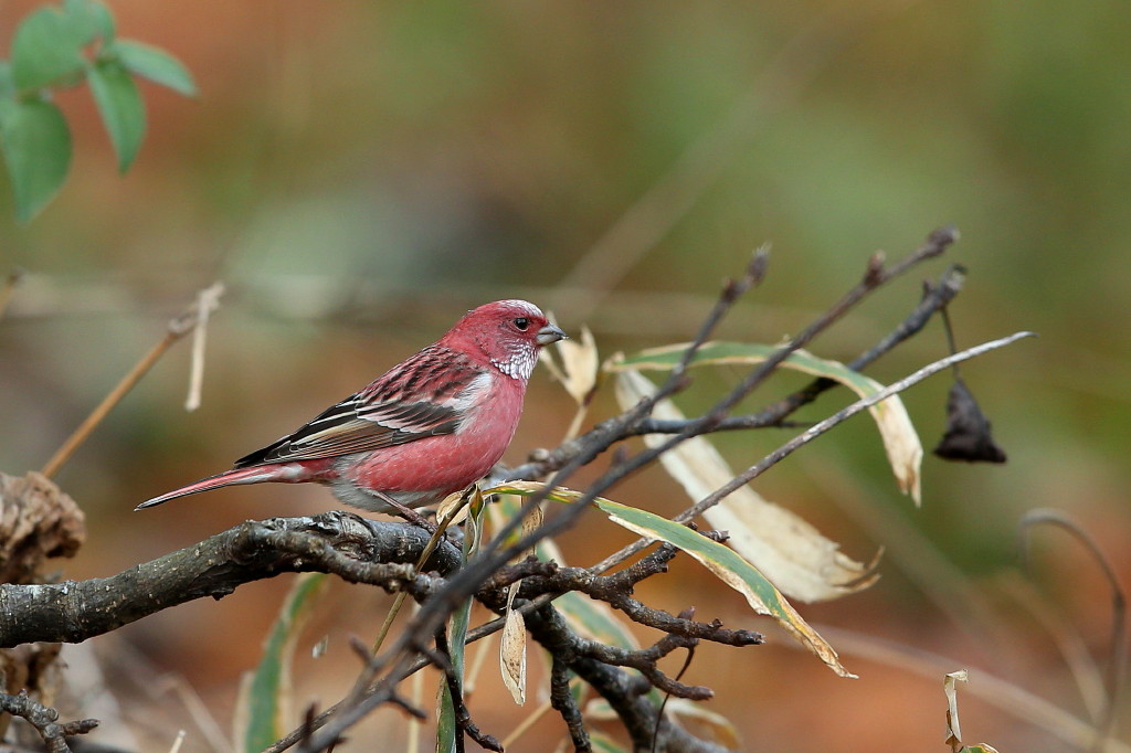 鳥撮りと食事＆温泉_b0179023_20133237.jpg