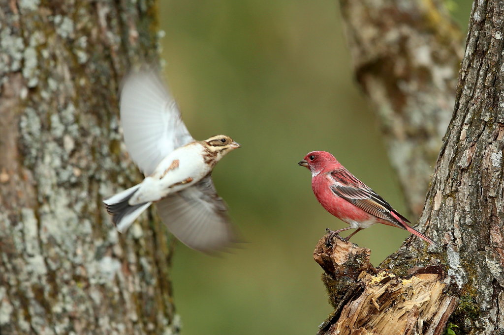 鳥撮りと食事＆温泉_b0179023_2015672.jpg