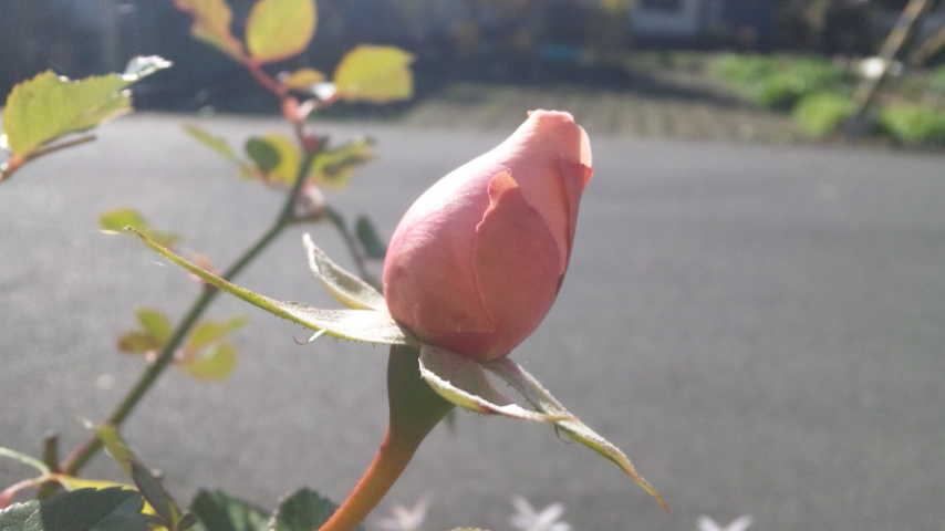 e0263224_23153080.jpg