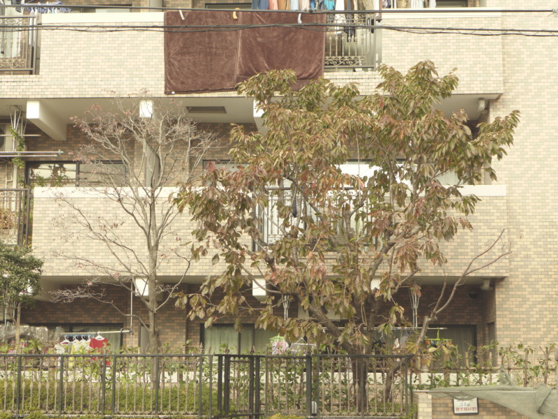 c0109827_20115579.jpg