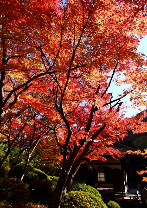 和歌山城　紅葉渓庭園　２０１２_d0192727_1671146.jpg