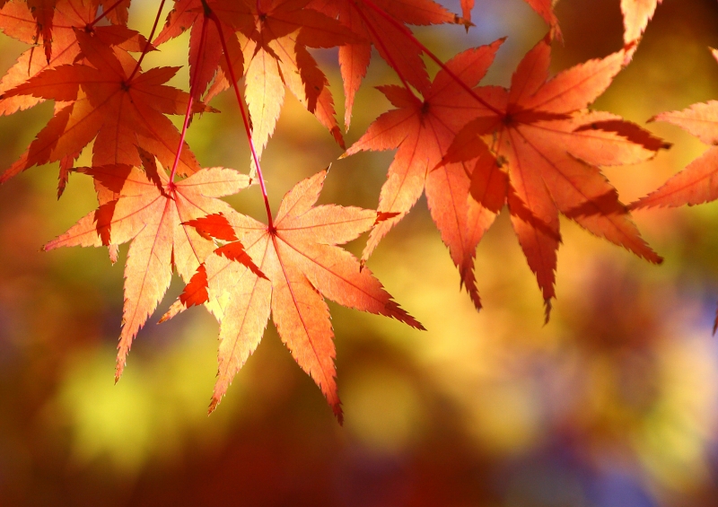 和歌山城　紅葉渓庭園　２０１２_d0192727_1675456.jpg