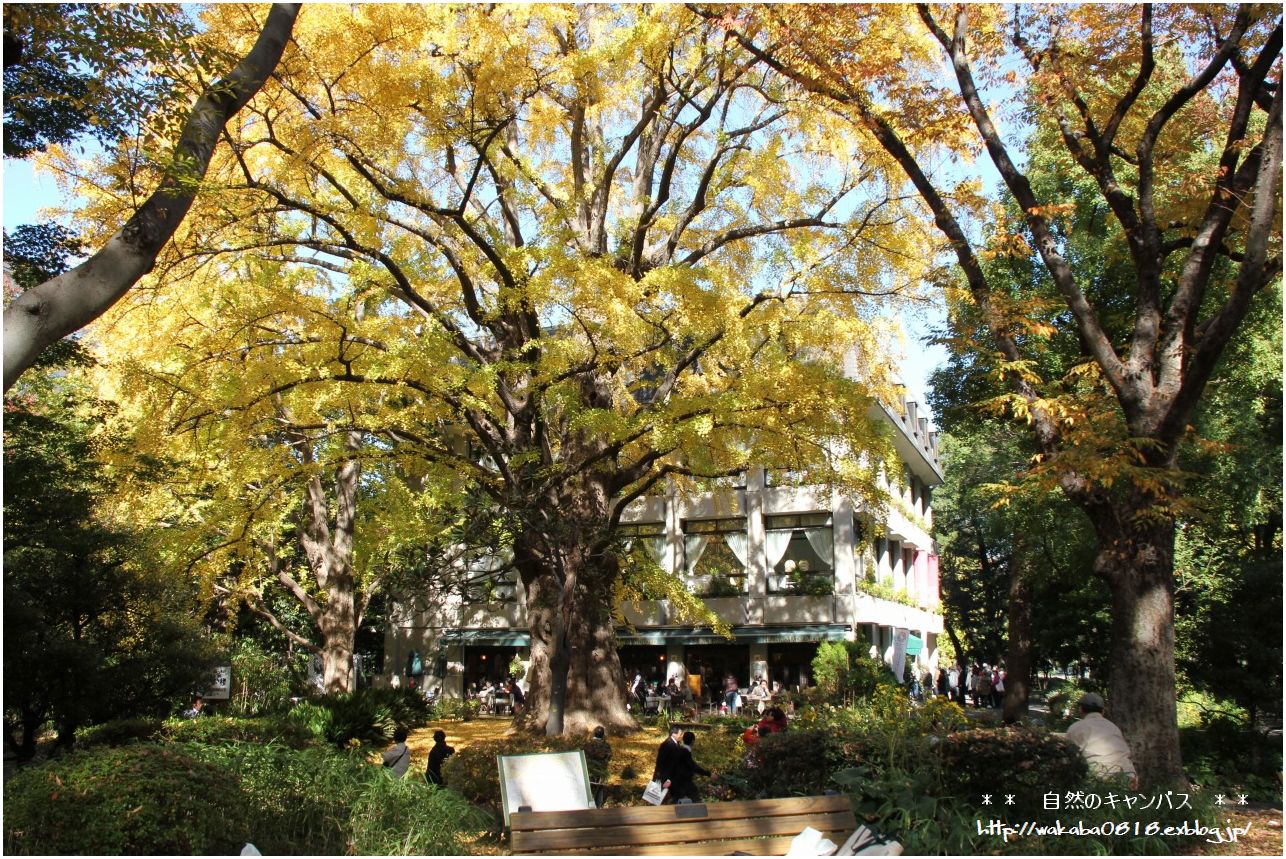 日比谷公園の首掛けイチョウの黄葉 自然のキャンバス 日比谷公園の首掛けイチョウの黄葉 自然のキャンバス