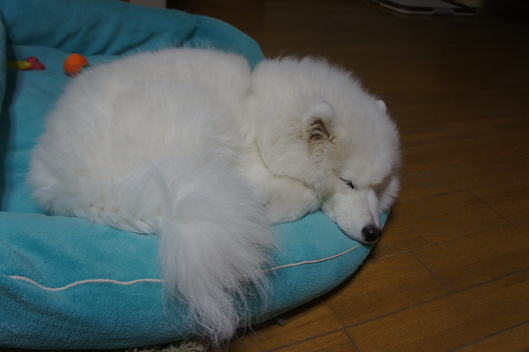 今日も会えたね_f0128542_9555622.jpg