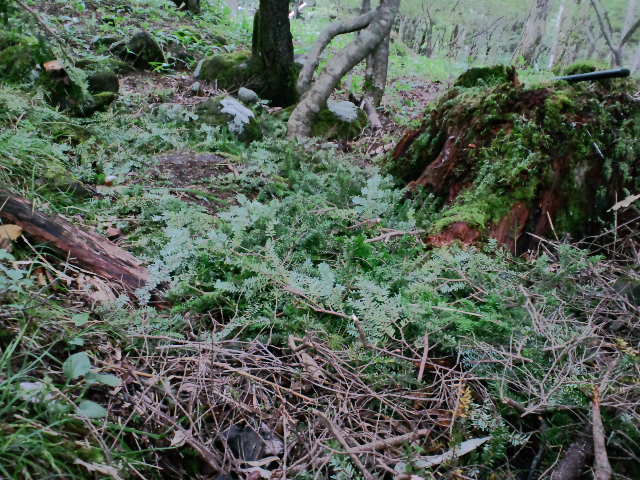 a0299945_81287.jpg