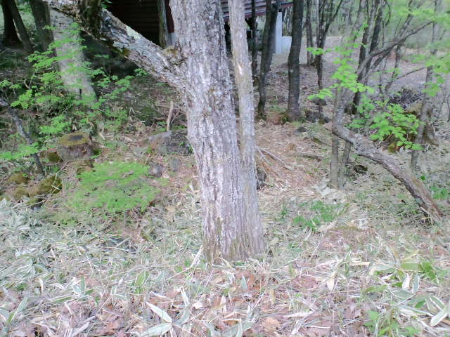 a0299945_8162755.jpg