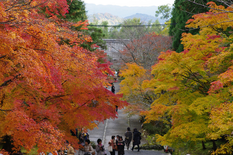 紅葉 2012　～二尊院～_f0152550_16441871.jpg