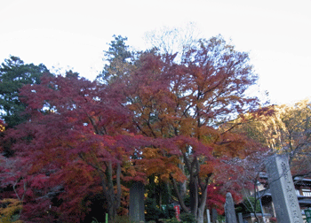 a0044453_20104590.gif