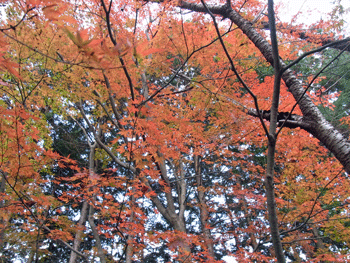 a0044453_20161160.gif