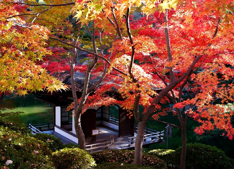 　　和歌山城公園にて_b0093754_20565287.jpg