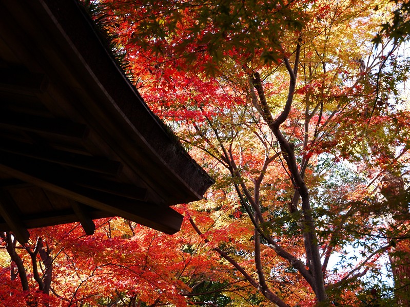 　　和歌山城公園にて_b0093754_20575494.jpg