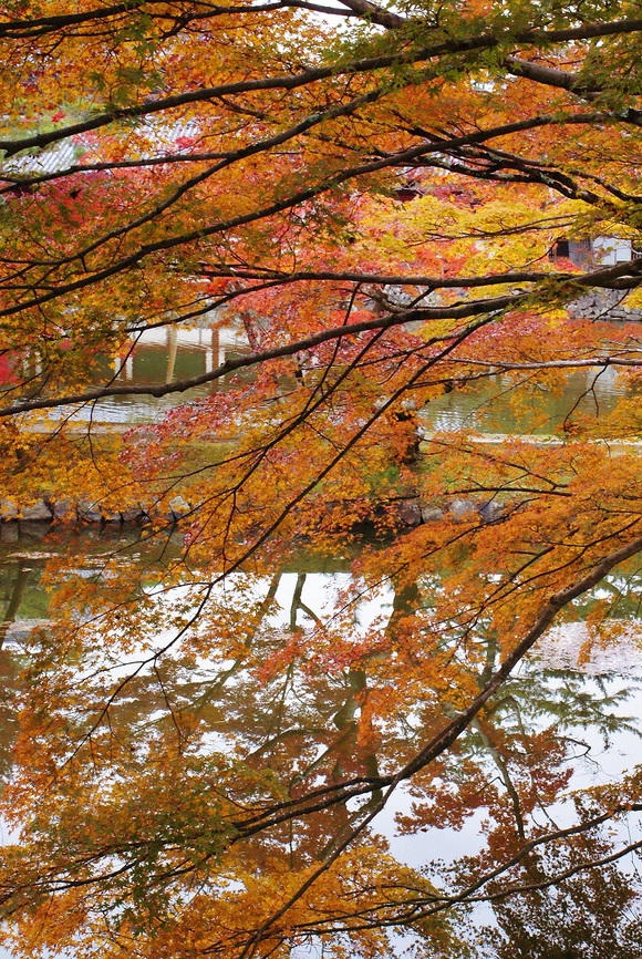 東大寺・鏡池の紅葉　＠奈良公園_b0063958_18461428.jpg