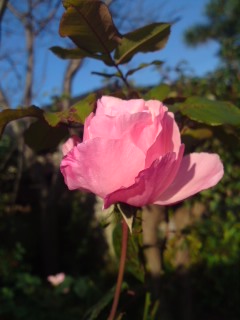 c0115560_1115880.jpg