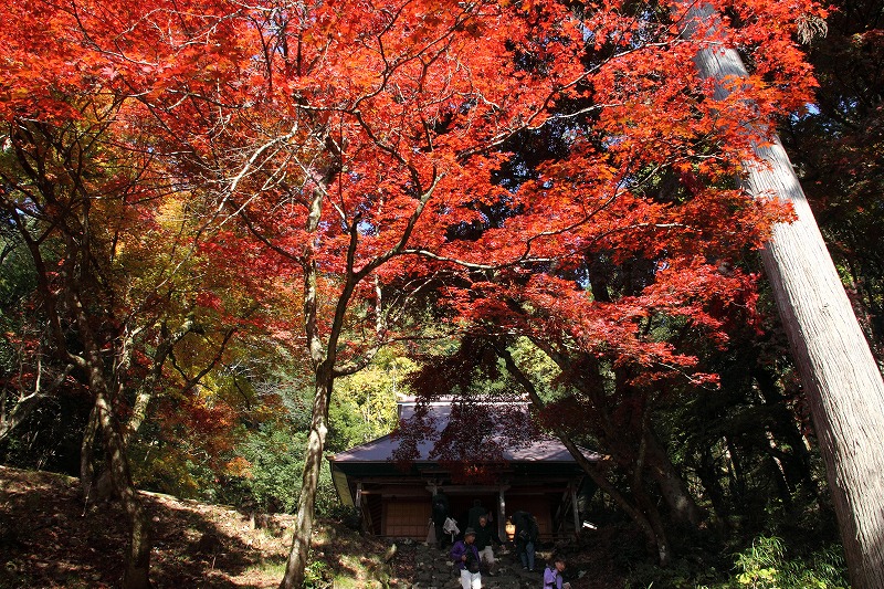 鶏足寺の紅葉_f0033461_1295252.jpg