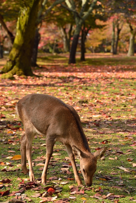 秋の奈良公園_f0067667_1434181.jpg