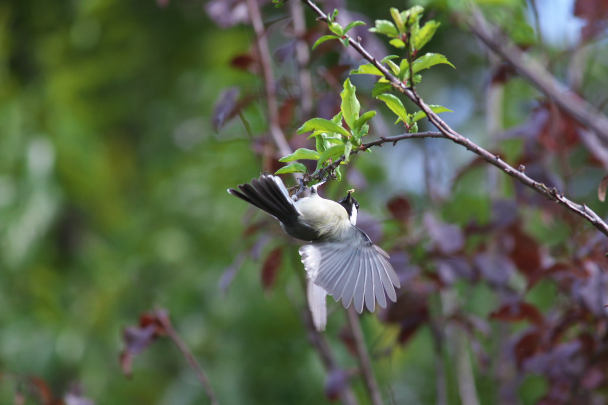 紅葉に染まって　キジバト（雉鳩）他_a0083081_17382960.jpg