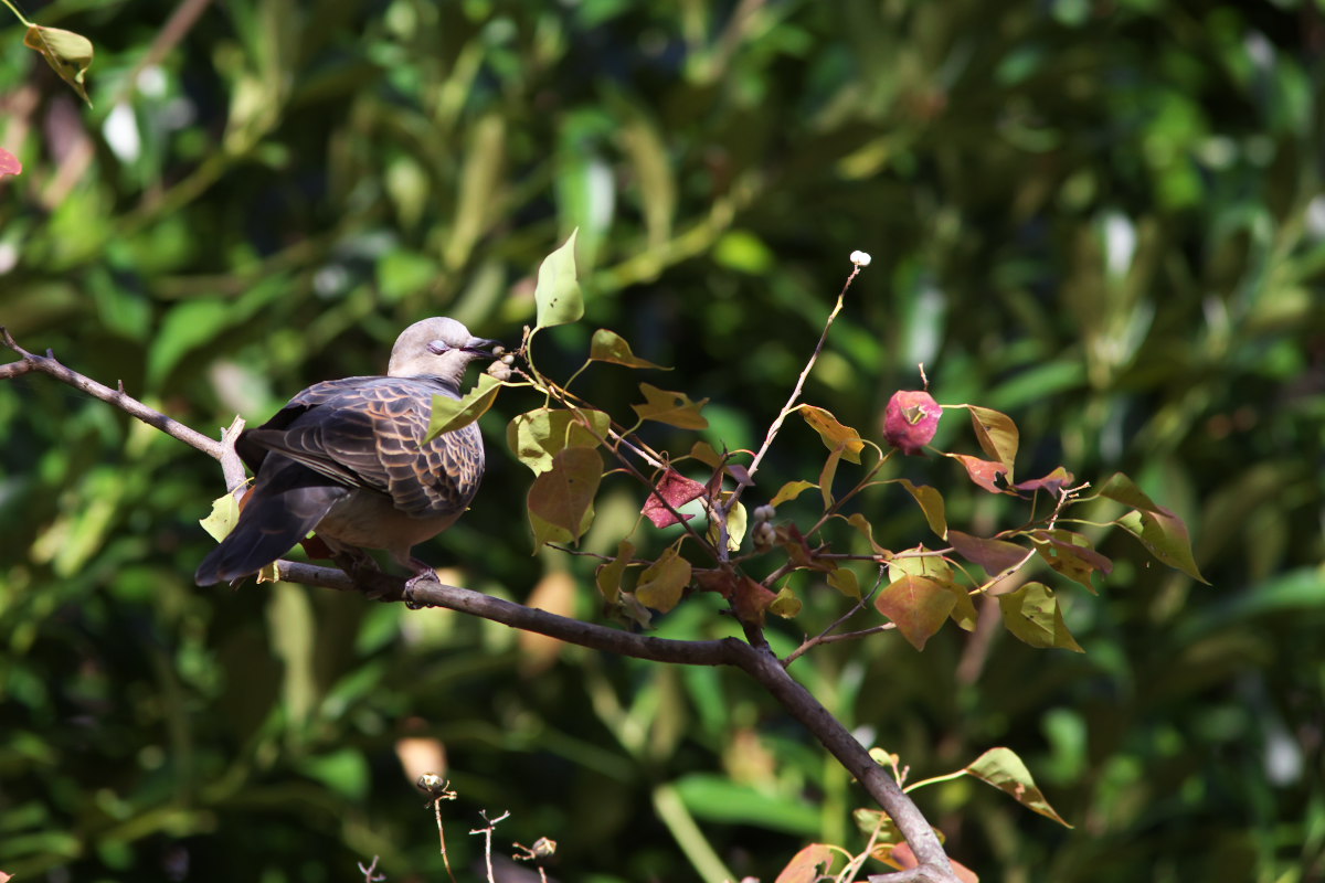 紅葉に染まって　キジバト（雉鳩）他_a0083081_17391025.jpg