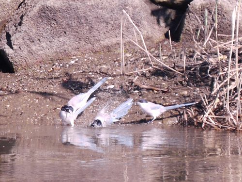 ニシキウツギ、ジョウビタキ、シジュウカラ、オナガ、メジロ、ウミネコ_d0088184_22325894.jpg